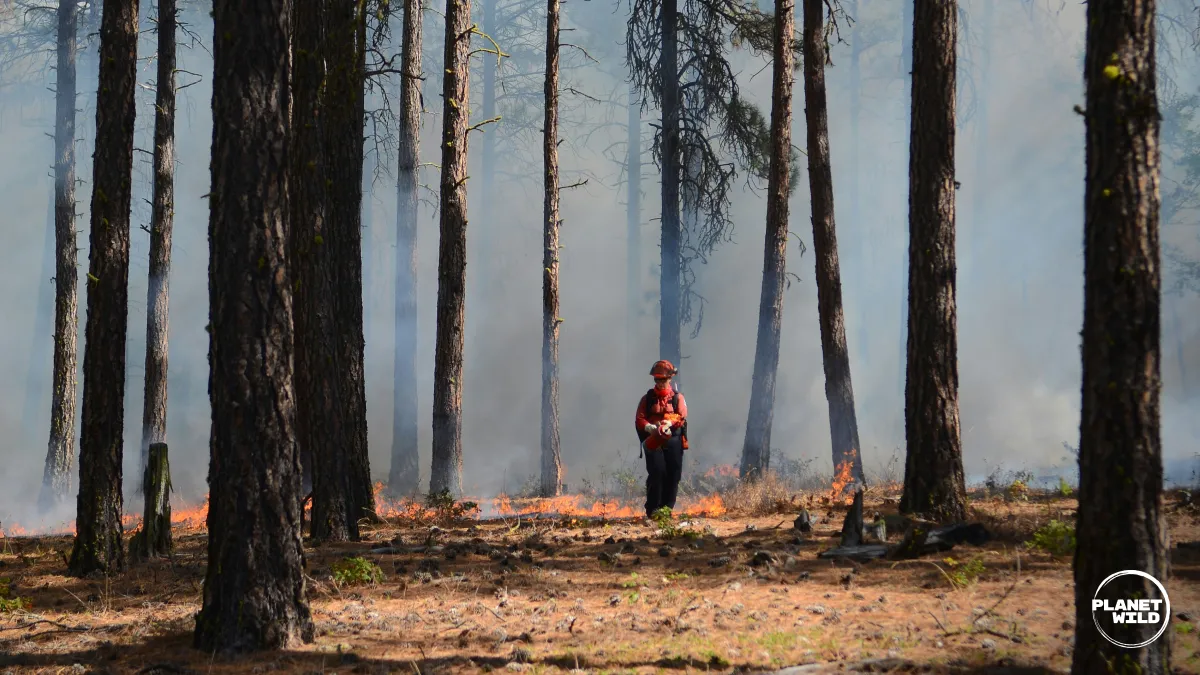 A firefighter in protective gear stands in a smoky pine forest monitoring a low ground fire.