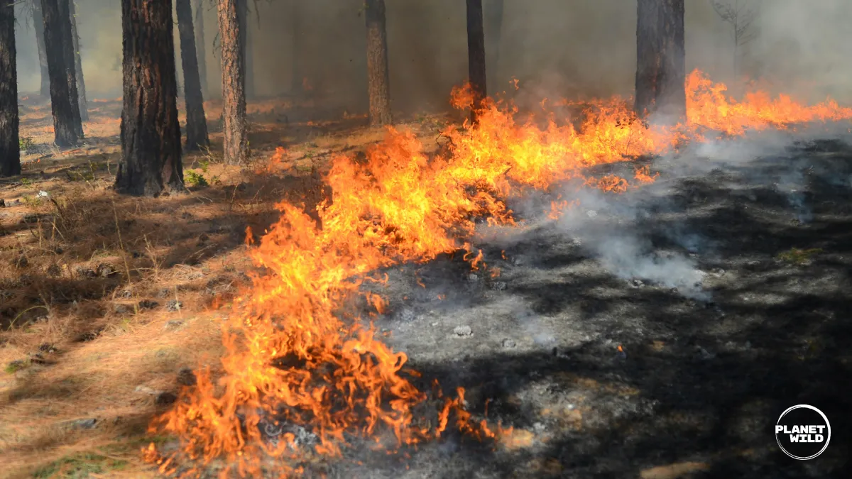 Low flames burn through dry undergrowth in a pine forest, with blackened ground and smoke rising between tree trunks.