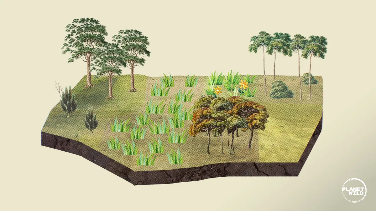 Illustrated diagram of a landscape cross-section showing different vegetation zones — trees, grasses, shrubs, and soil layers.