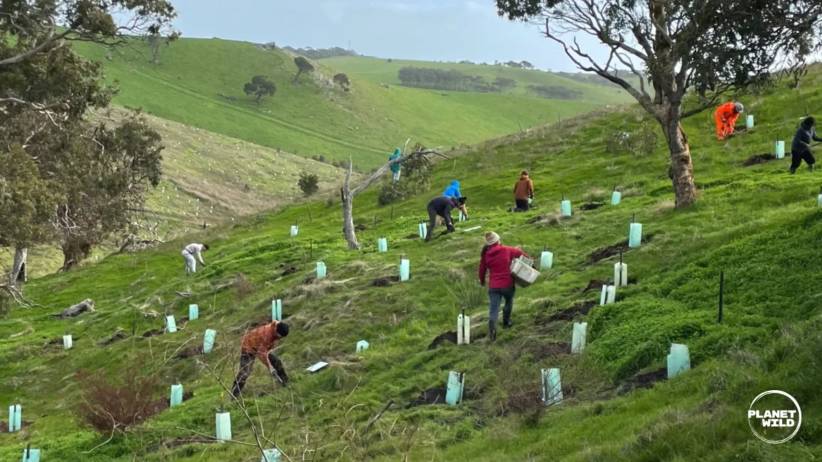 Volunteers plant tree saplings with protective guards across a green, sloped hillside.