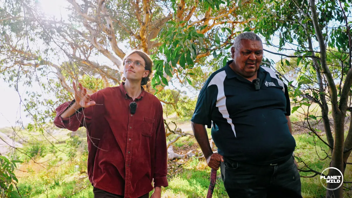 A man walks alongside an indigenous knowledge holder under eucalyptus trees, gesturing toward the surrounding bushland.