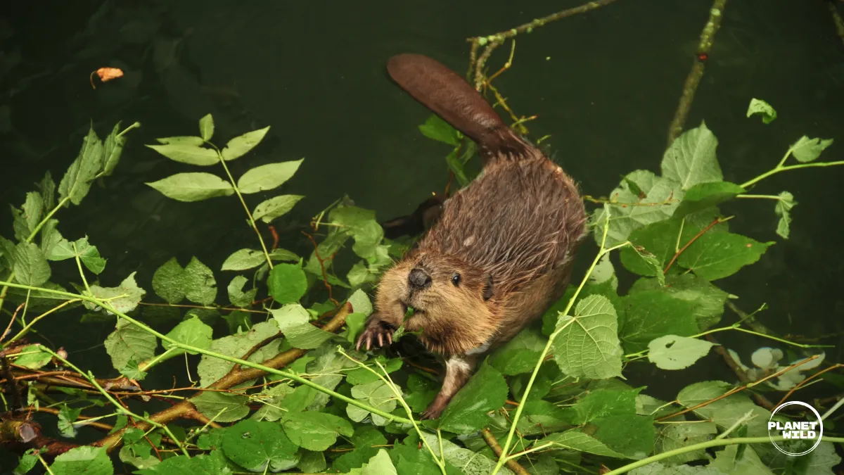 A beaver perched on floating leafy branches, eating in dark water.