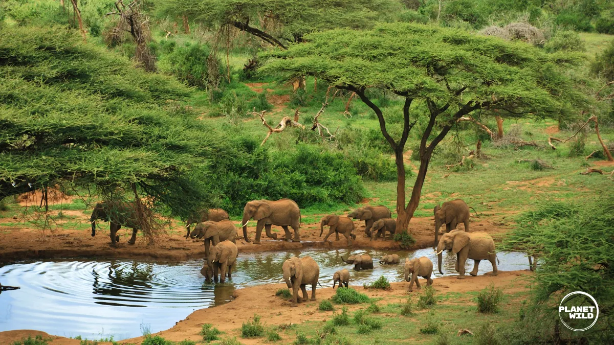 A herd of elephants, including calves, drinking at a watering hole under acacia trees.