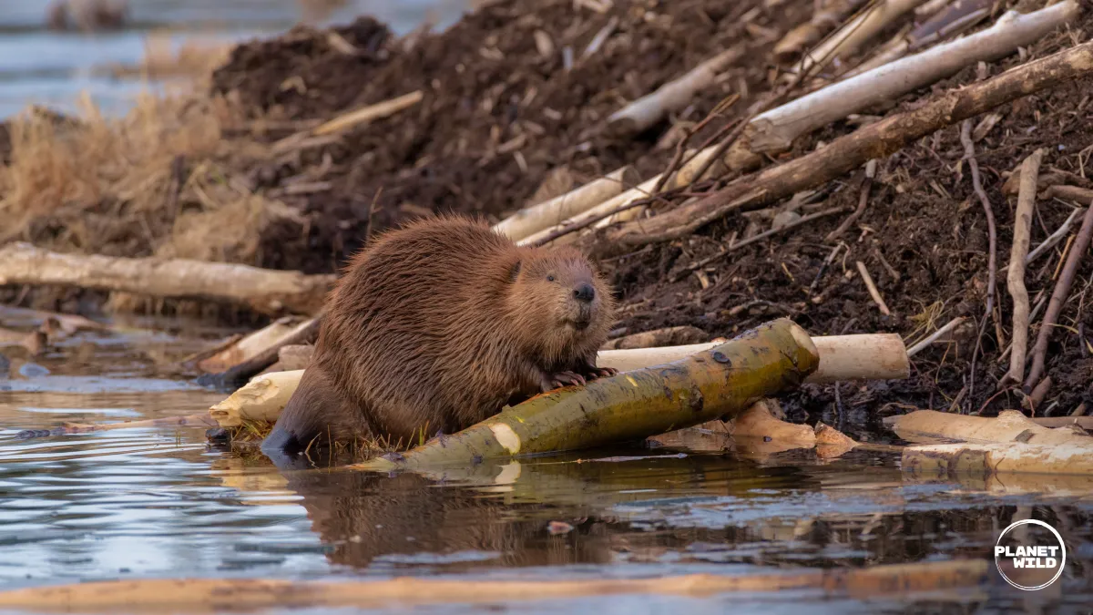 A beaver gnawing on a peeled log at the edge of its lodge.