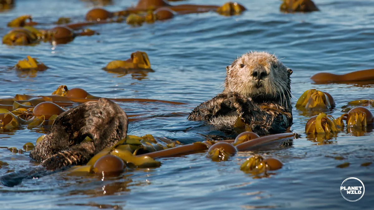 A sea otter resting in a kelp bed, wrapped in kelp fronds.