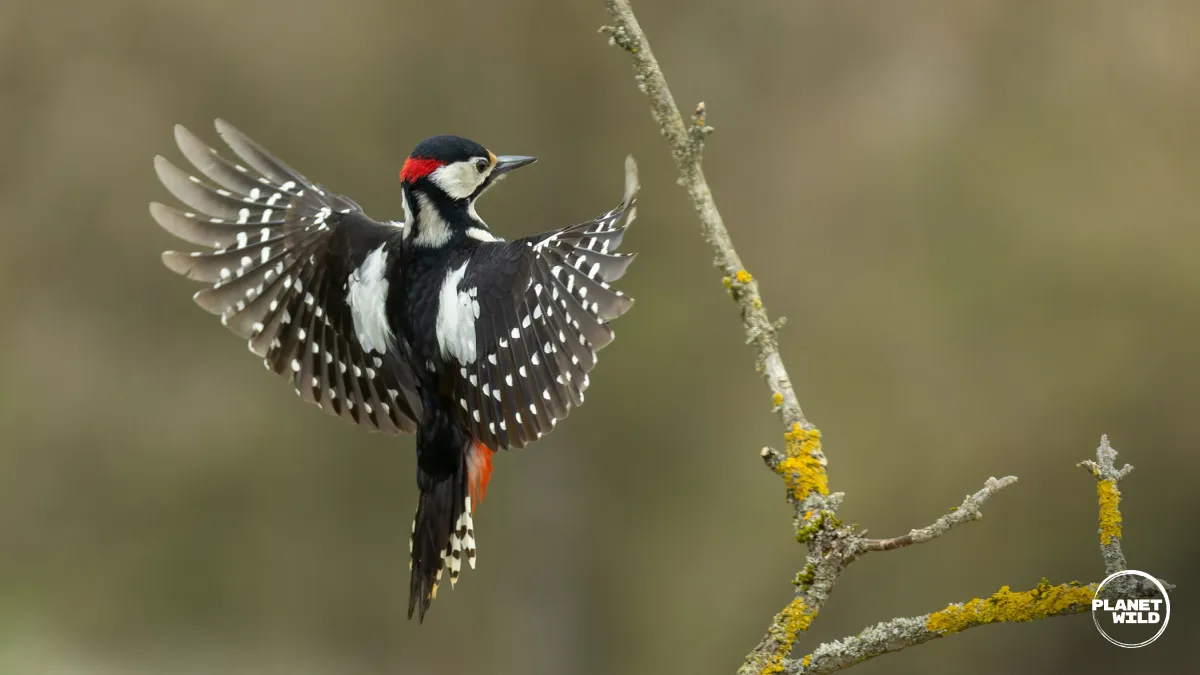 A great spotted woodpecker landing on a lichen-covered branch, wings fully spread.