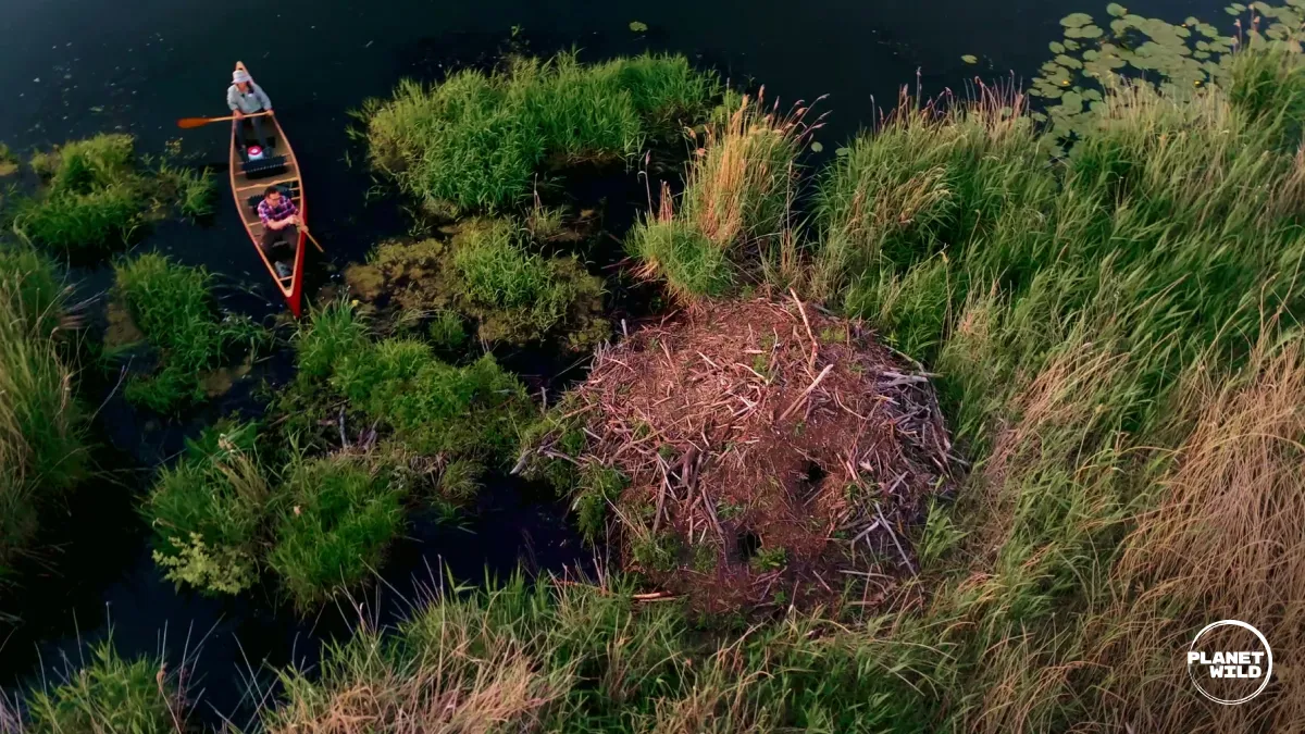 Aerial view of two people canoeing through a marsh near a large beaver lodge.