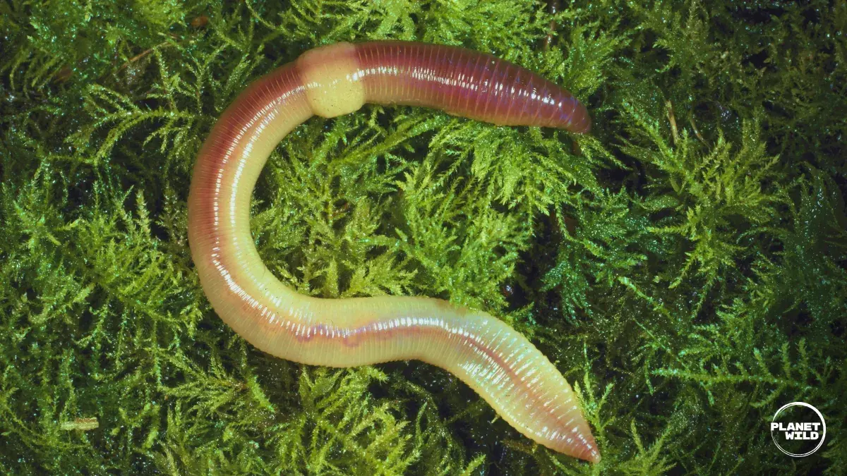 A earth worm coiled on a bed of moss.