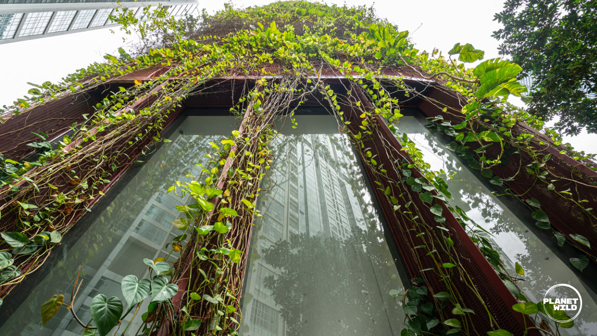 Looking up at a building facade overgrown with trailing vines and greenery.