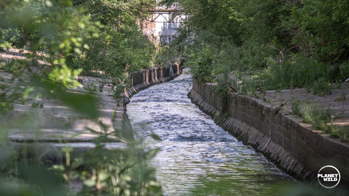 A concrete-lined canal with rushing water running through a leafy, overgrown urban area.
