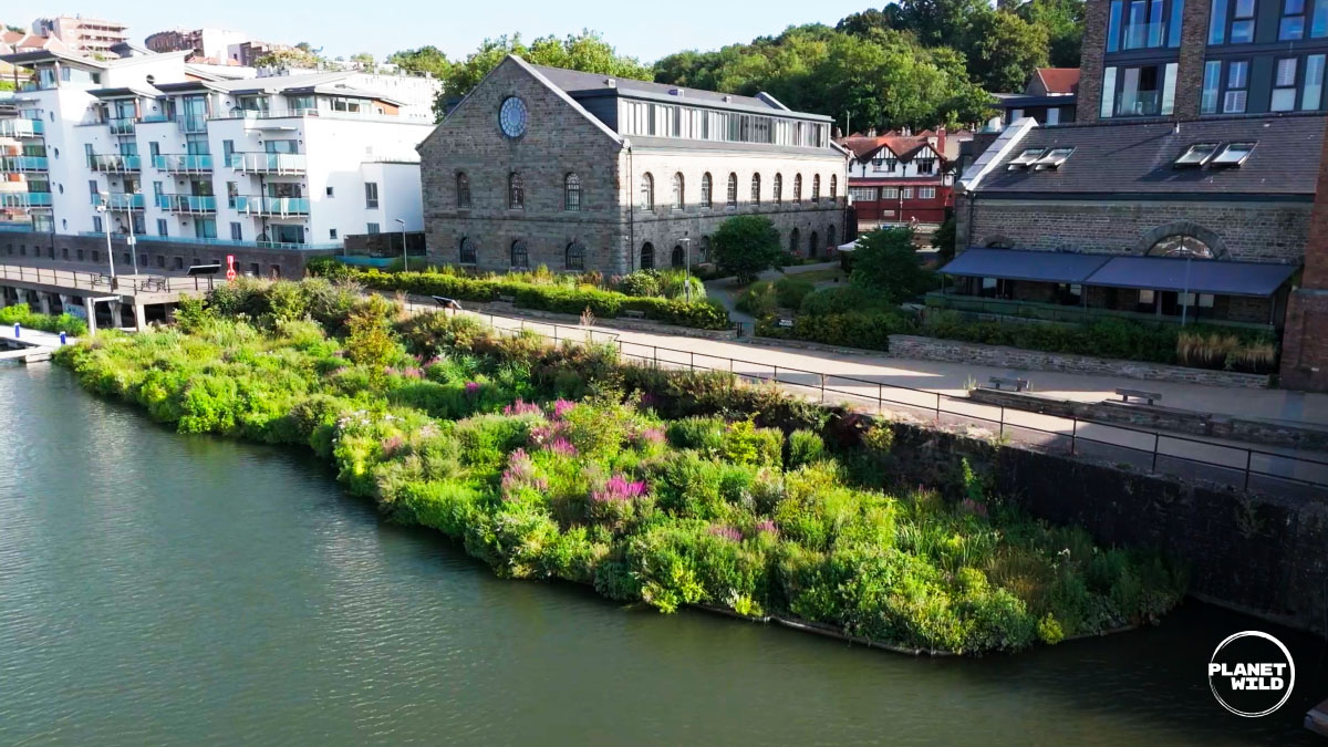Aerial view of a lush green riverbank planted with wildflowers beside a historic stone building.