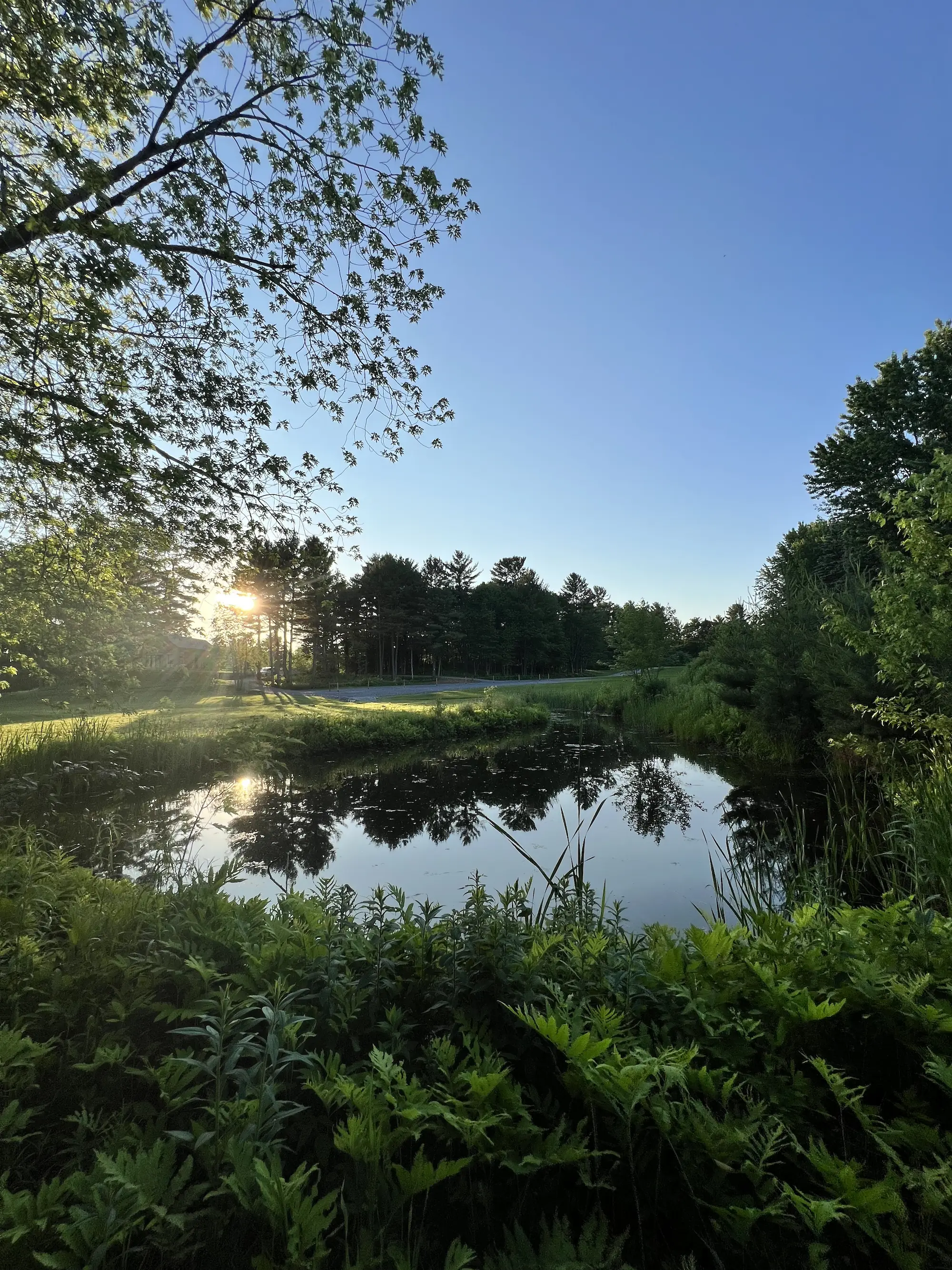 Photo rivière dans la forêt de la seconde vie