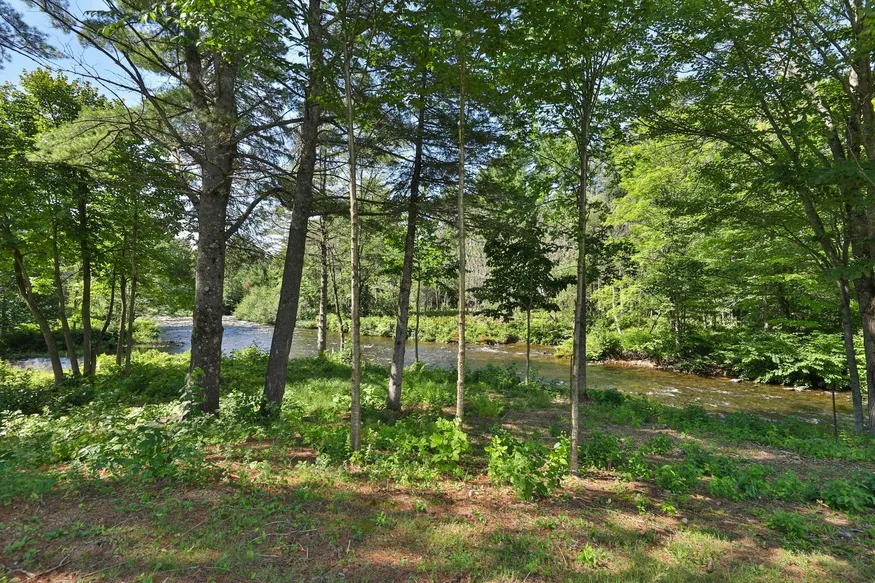 Photo forêt de la seconde vie