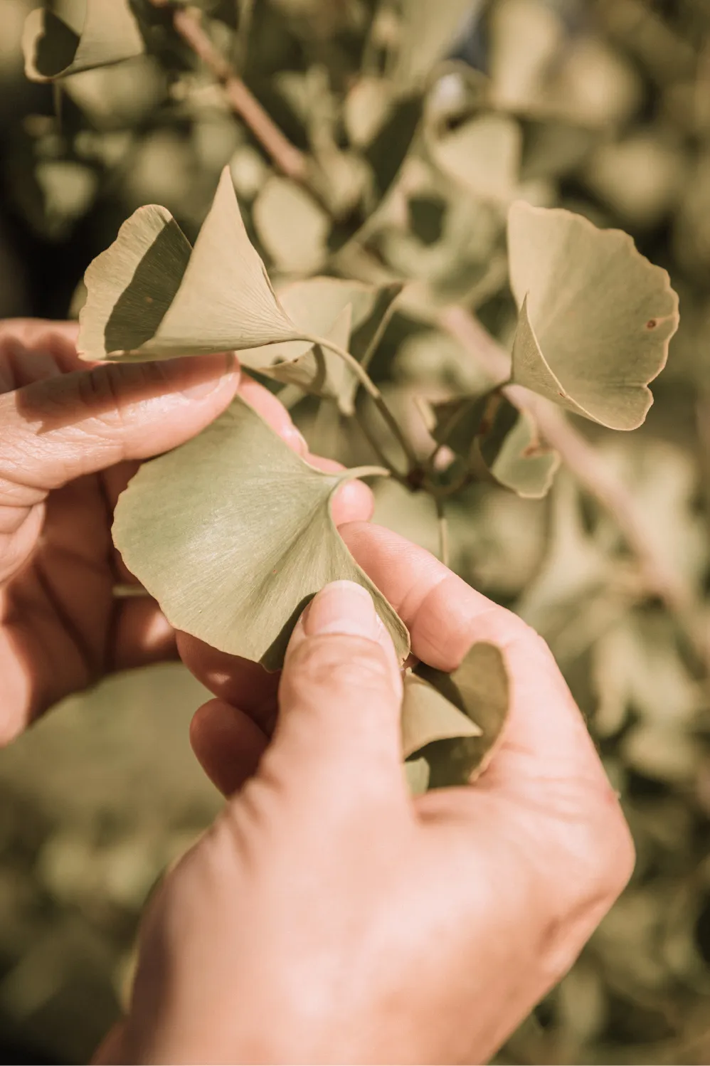 Découvrez les sentiers de notre cimetière | Forêt de la seconde vie