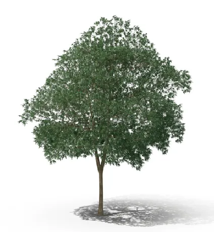 Image de l'arbre