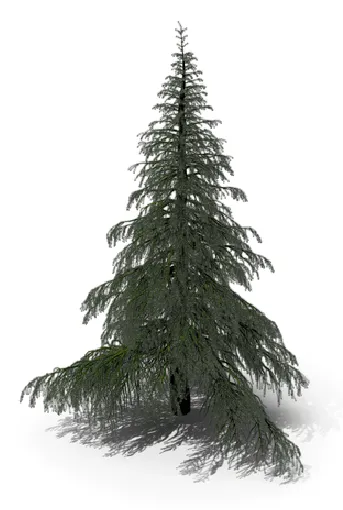 Photo de l'arbre