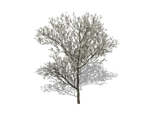Image de l'arbre