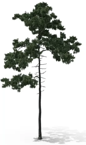 Image de l'arbre