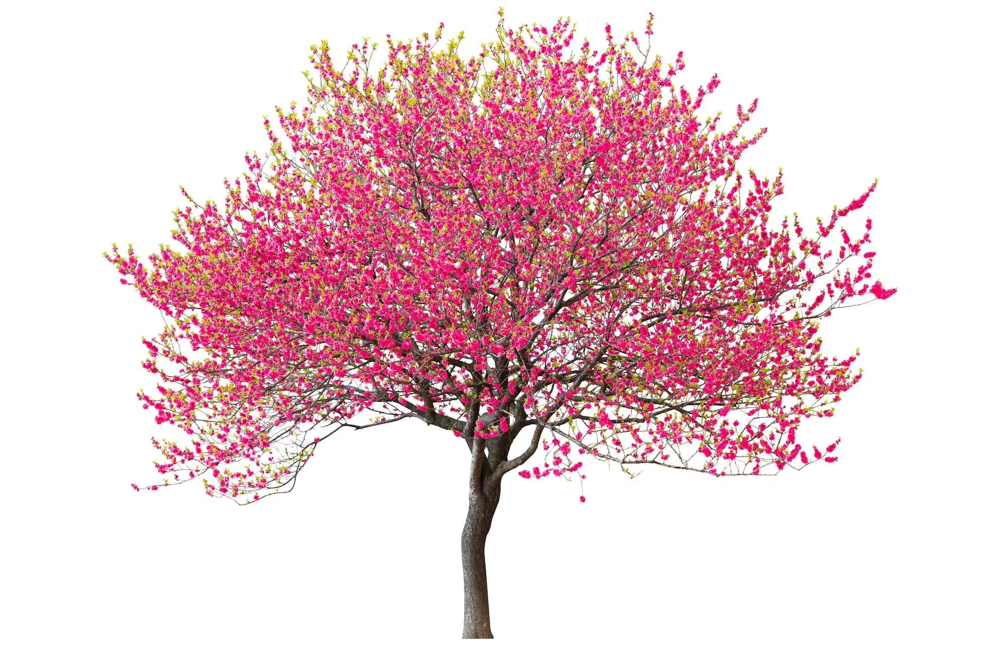 Image de l'arbre