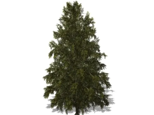 Photo de l'arbre