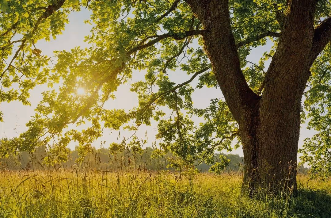 Article banner image