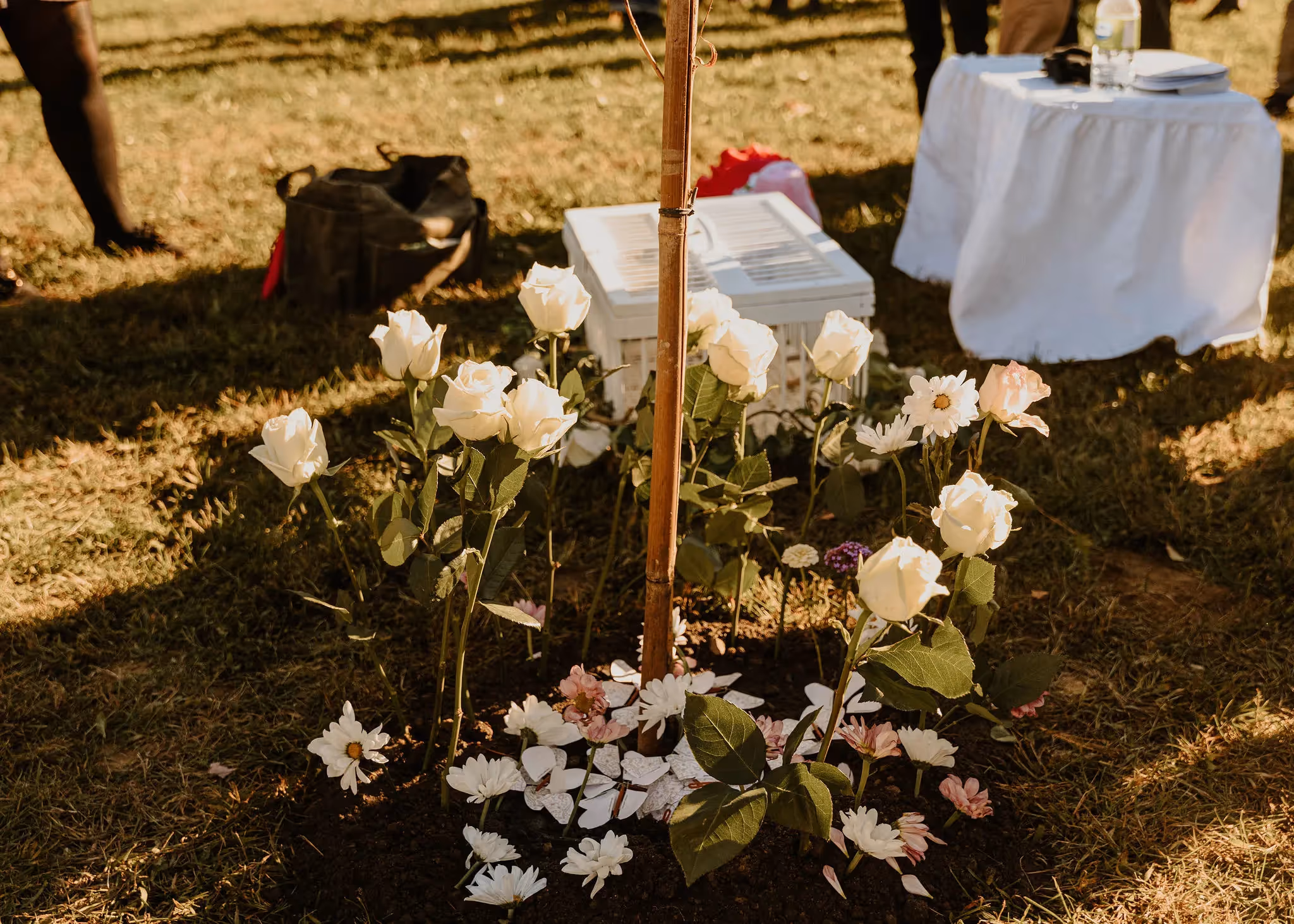 Devenir un arbre au décès: une pratique funéraire innovante au Québec