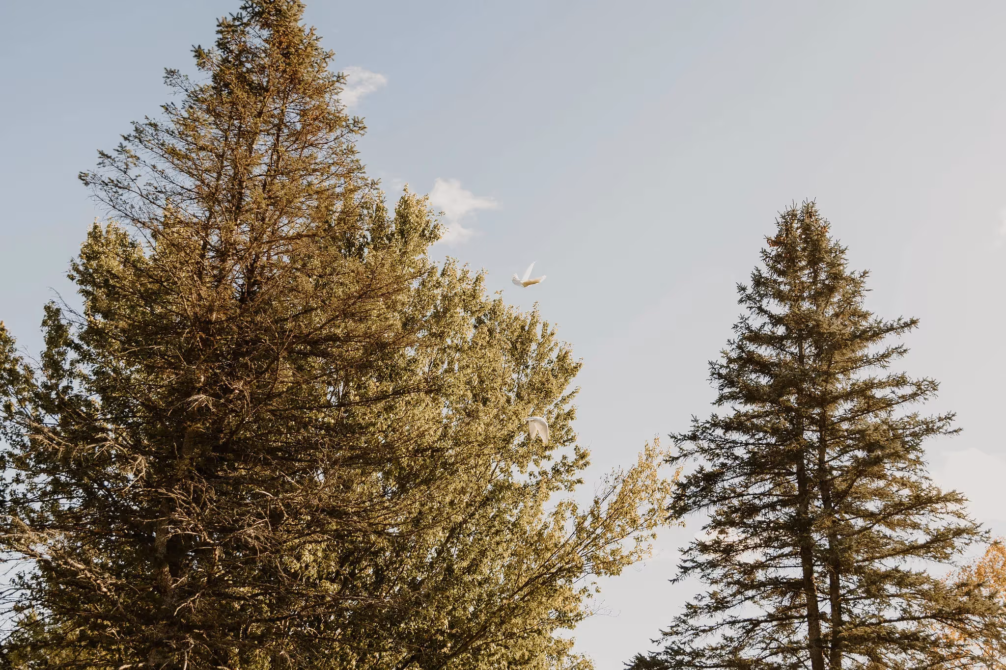 Gestion durable du site : une pratique funéraire innovante au Québec