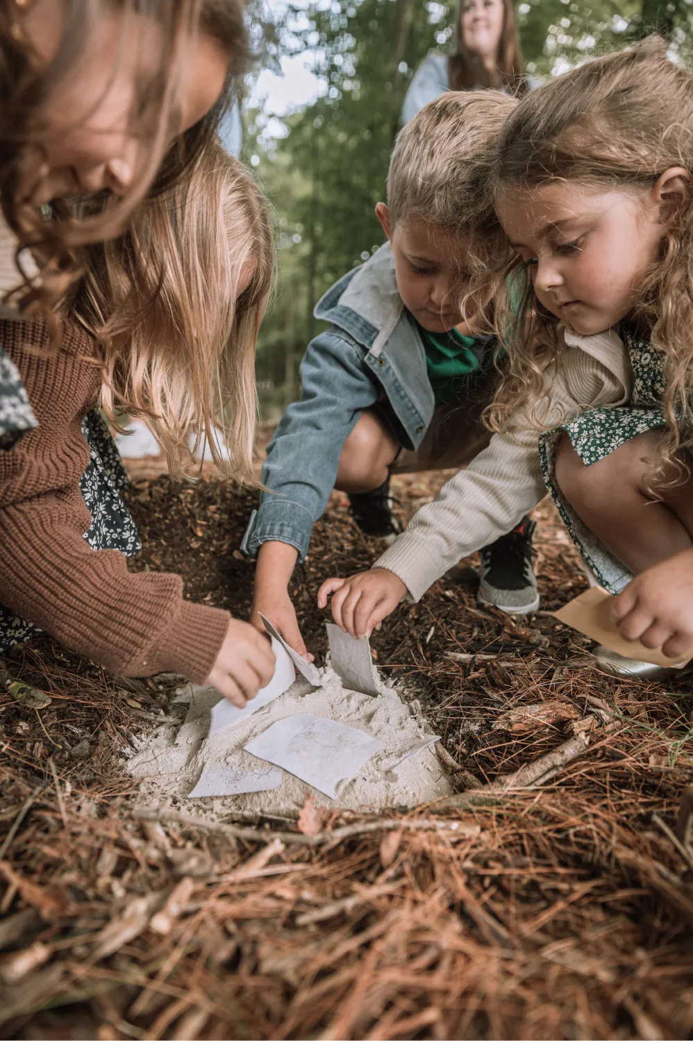 Photo forêt de la seconde vie