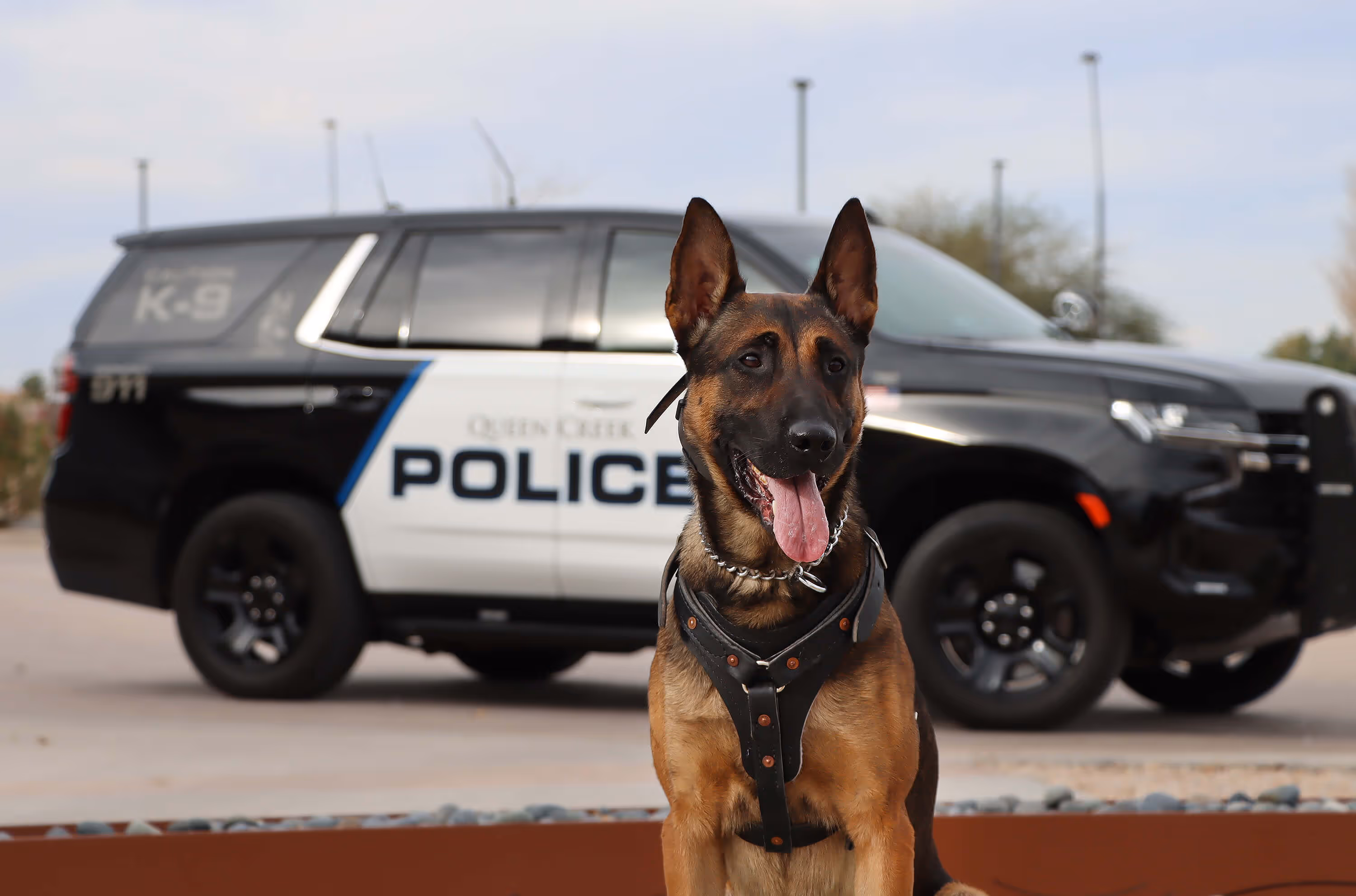 police dog in front of police car