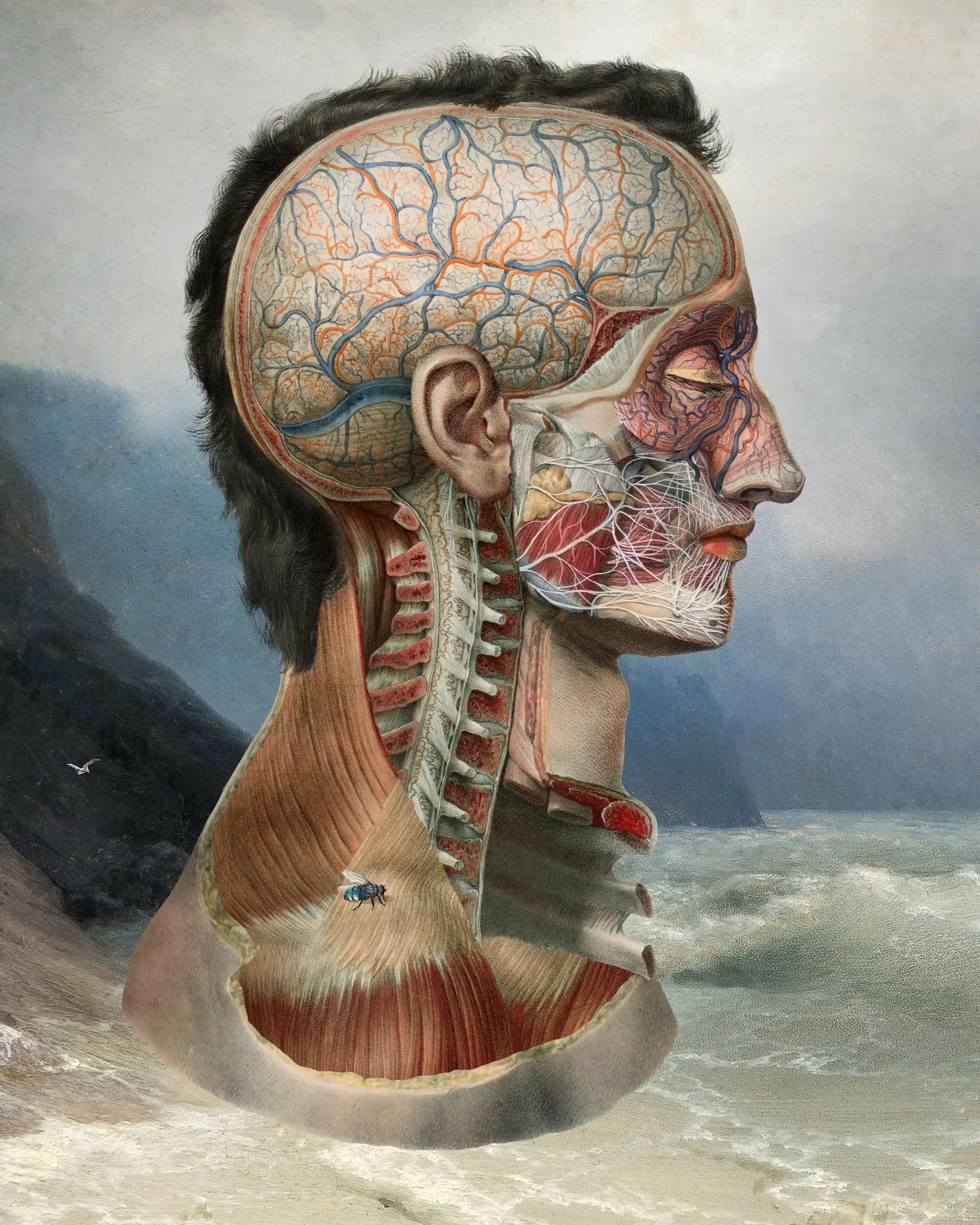 A collage of a partially dissected head and neck in front of a stormy sea