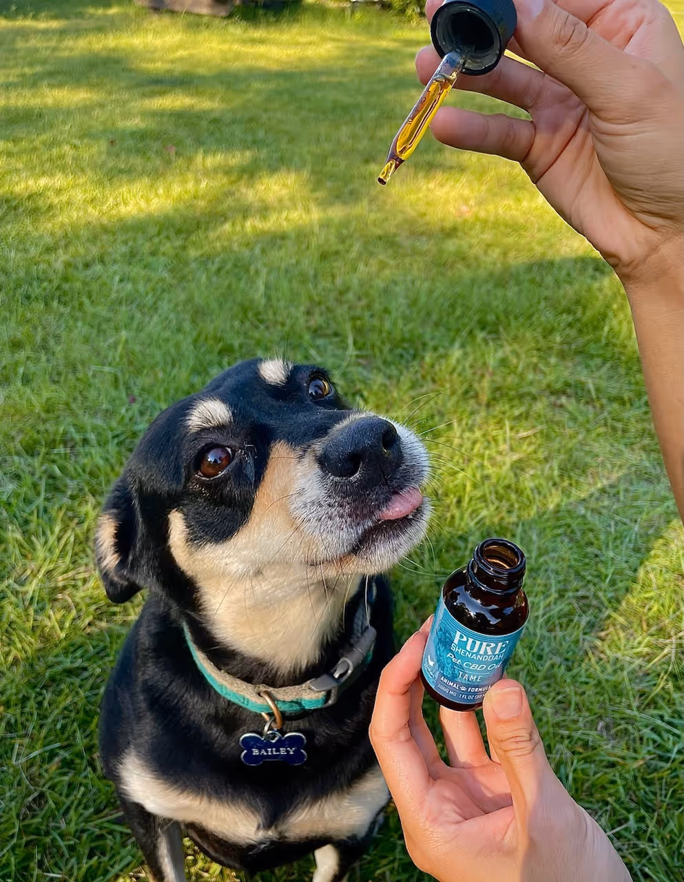 Dog taking Tame pet CBD oil from Pure Shenandoah, a Virginia-made hemp product with chicken and salmon flavor.