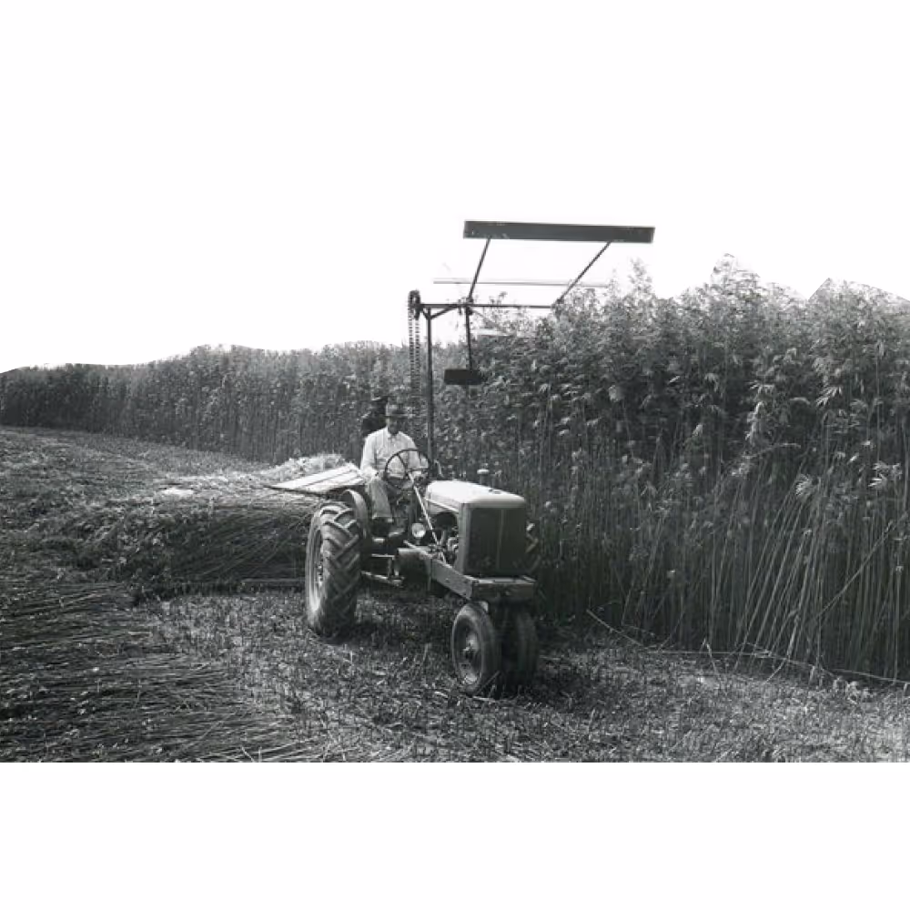 Farmer cutting hemp in 1942 during World War II as part of the U.S. Hemp for Victory program, which produced 500,000 acres of hemp for naval rope.