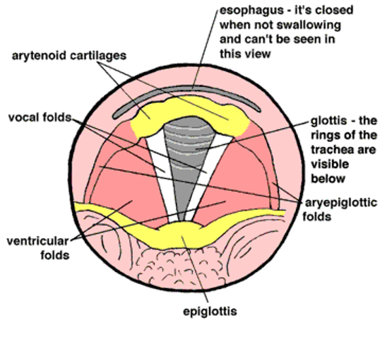 Physiology of voice cracks in singers
