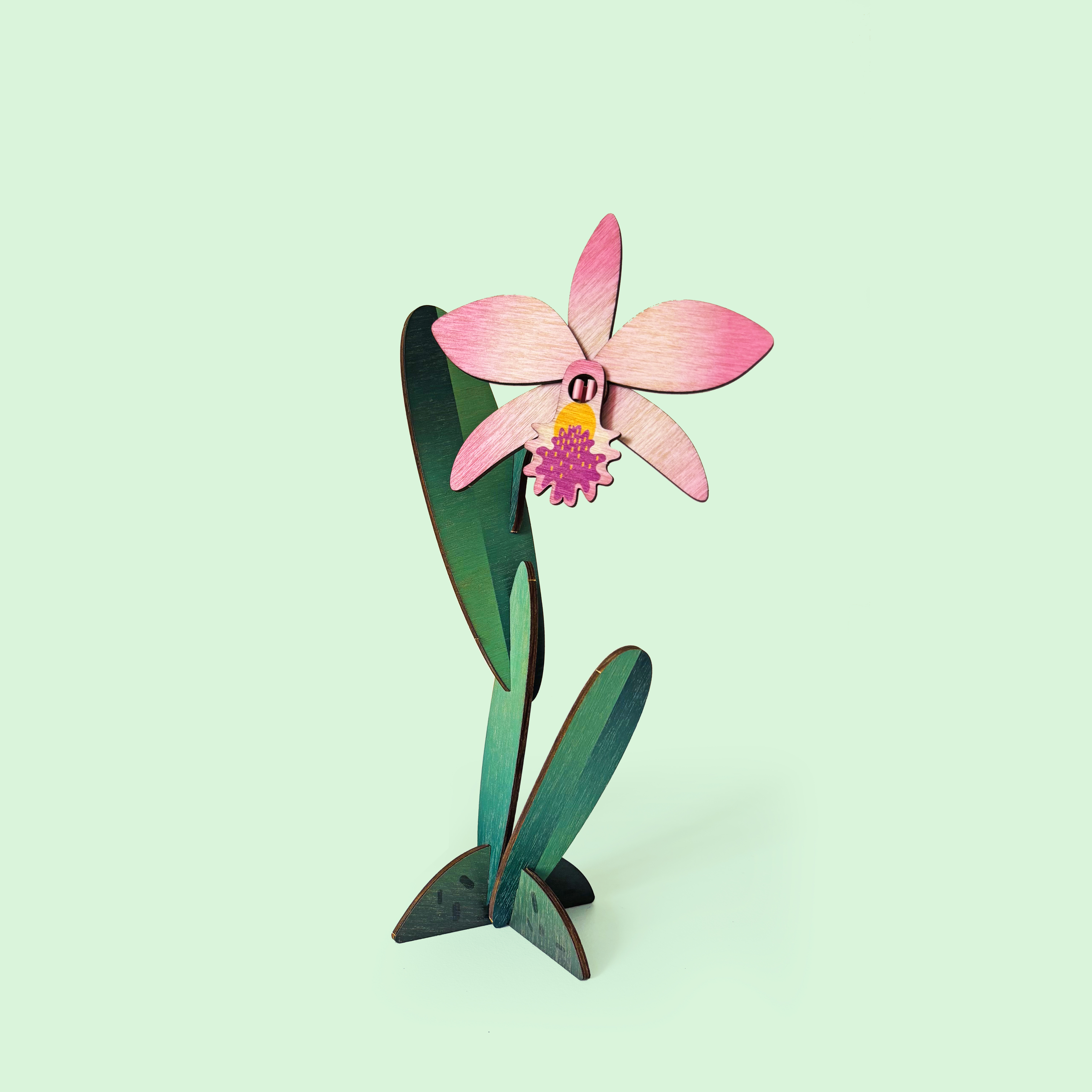 Květina Orchidej