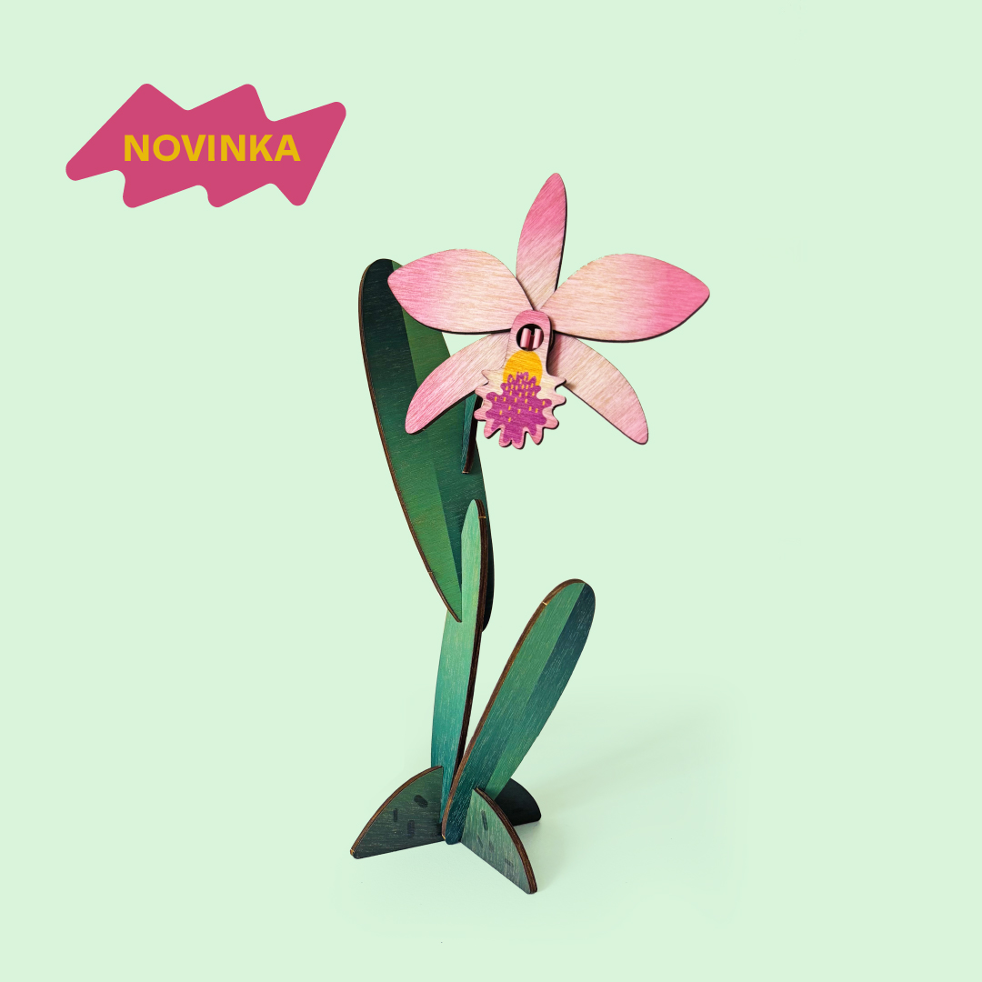 Květina – Orchidej