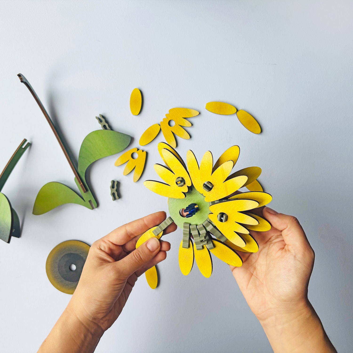 Květina – Slunečnice