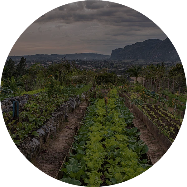 Real-time crop monitoring software enabling smarter, efficient, and sustainable farming practices.
