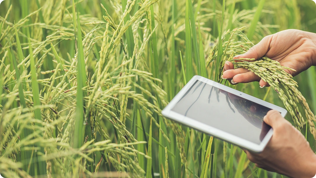 How Farm Traceability Software Helps You Meet Food Safety Rules