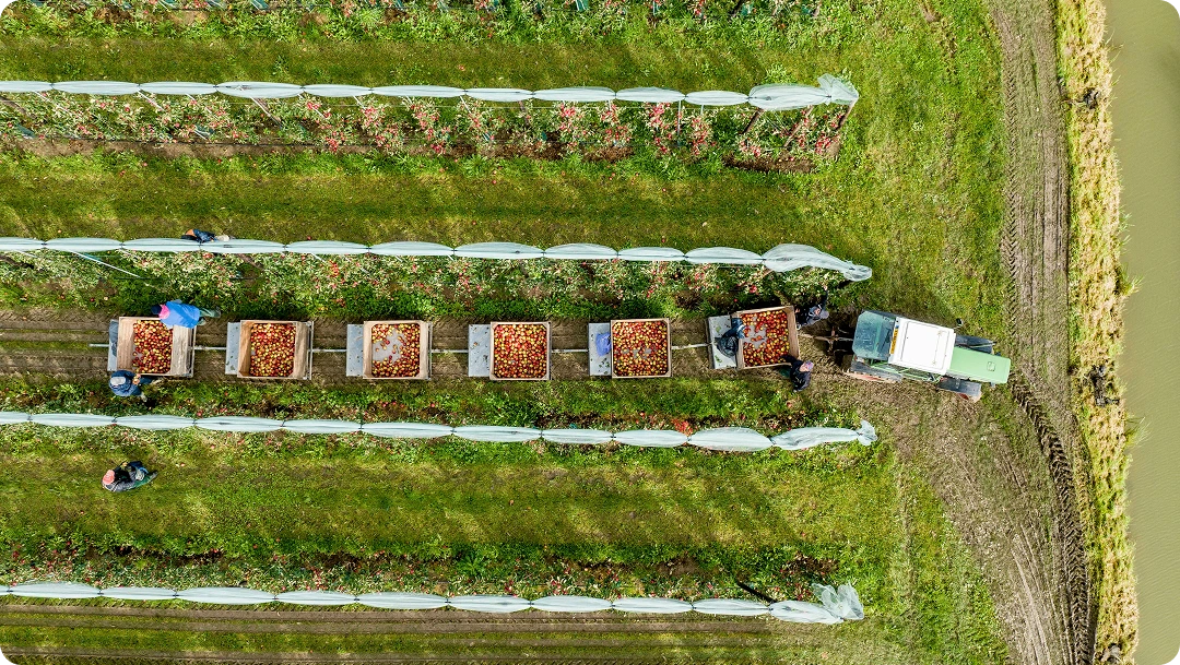 Farm to Fork Traceability Solutions For Quality, Transparency & Trust