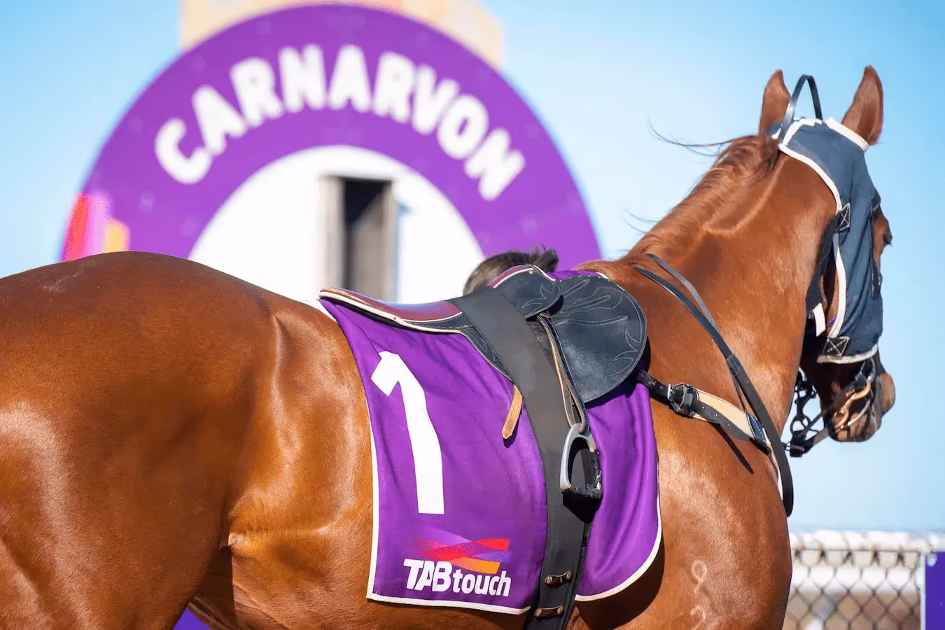 horse with sponsor coat on back