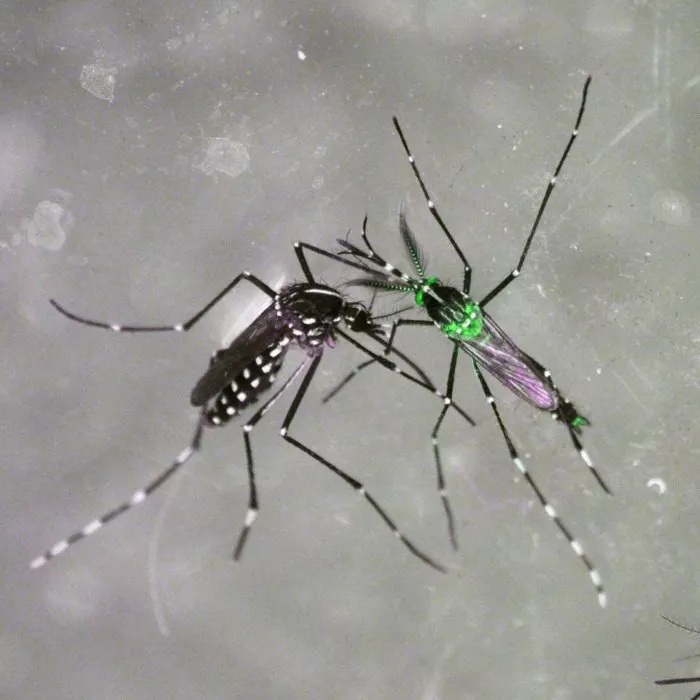 CRISPR et ses promesses de santé parfaite