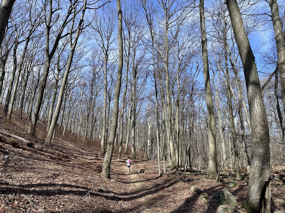 Runner in pink on a wide forested singletrack trail climbing through bare hardwood trees, blue sky above
