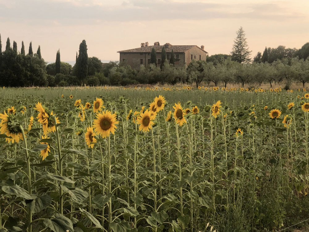 sunflowers - Agroturismo Baldeschi