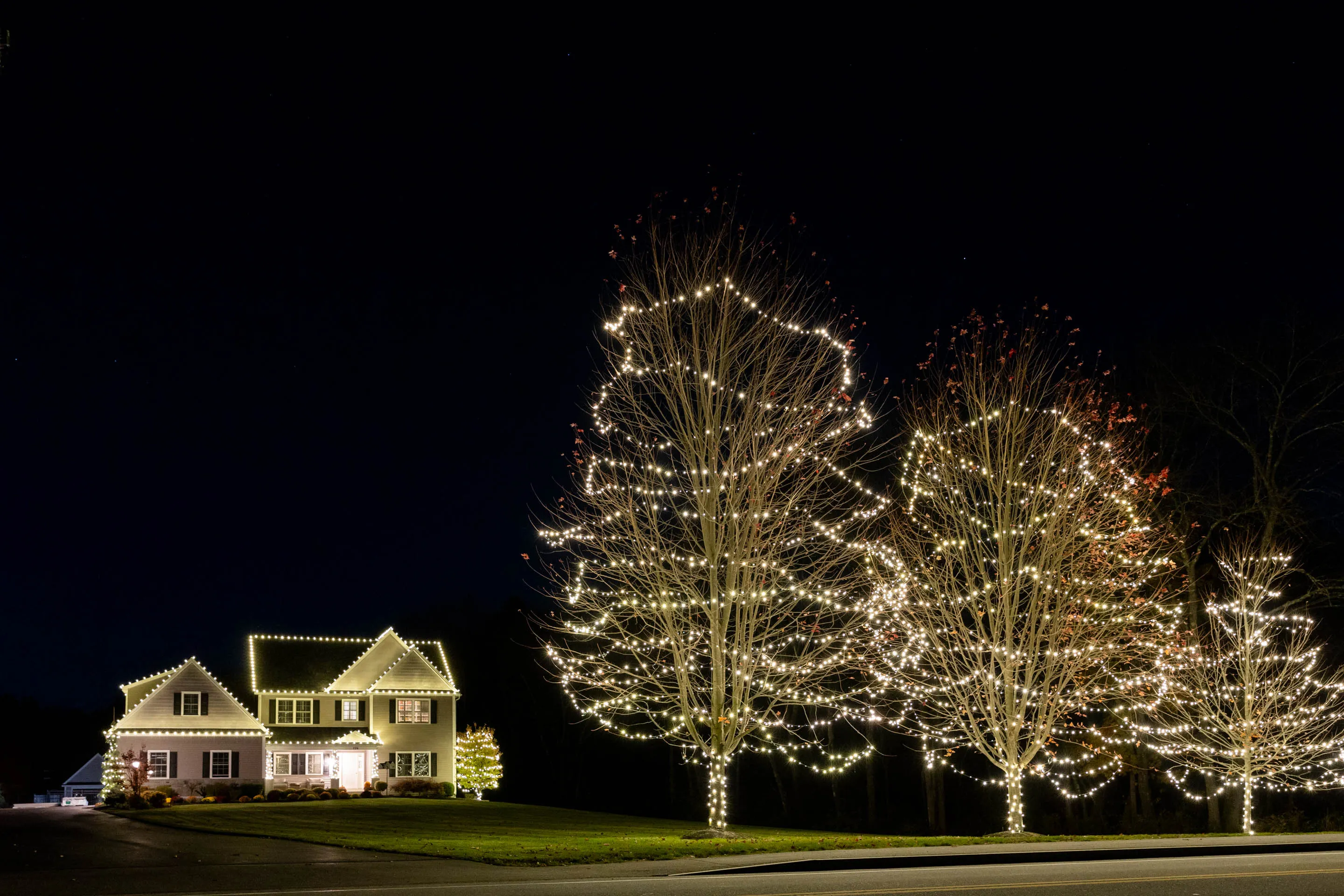 Row of tall trees wrapped in warm white lights beside a lit home