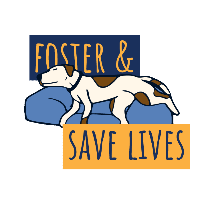 gif of alternative dogs laying in the same bed with the text that reads "Foster & Save Lives"