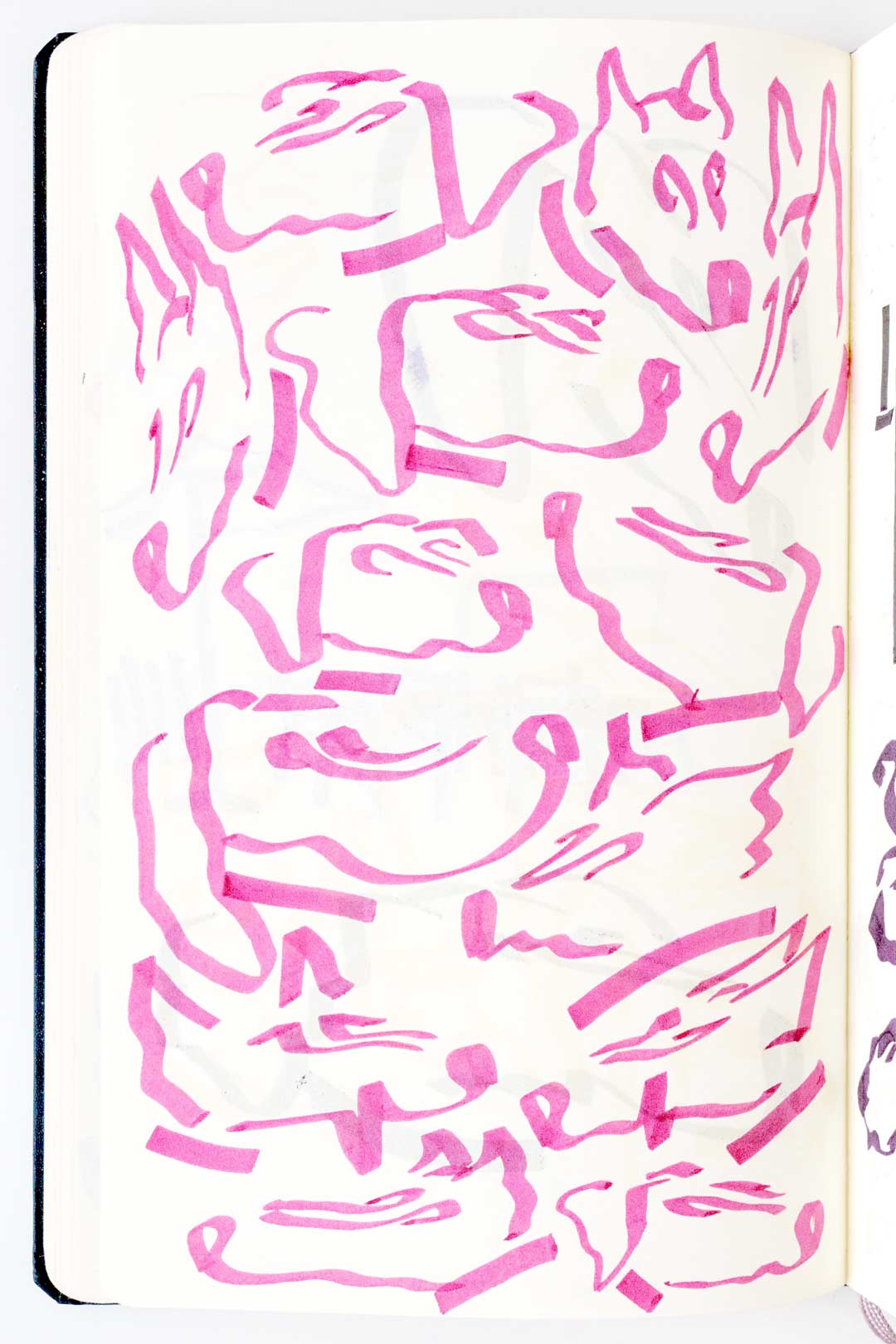 Peter in the window, magnolia branch sketches