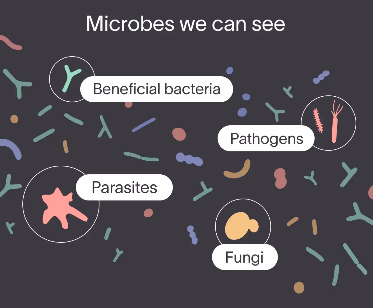 An illustration titled, "Microbes we can see" showing beneficial bacteria, pathogens, parasites, and fungi