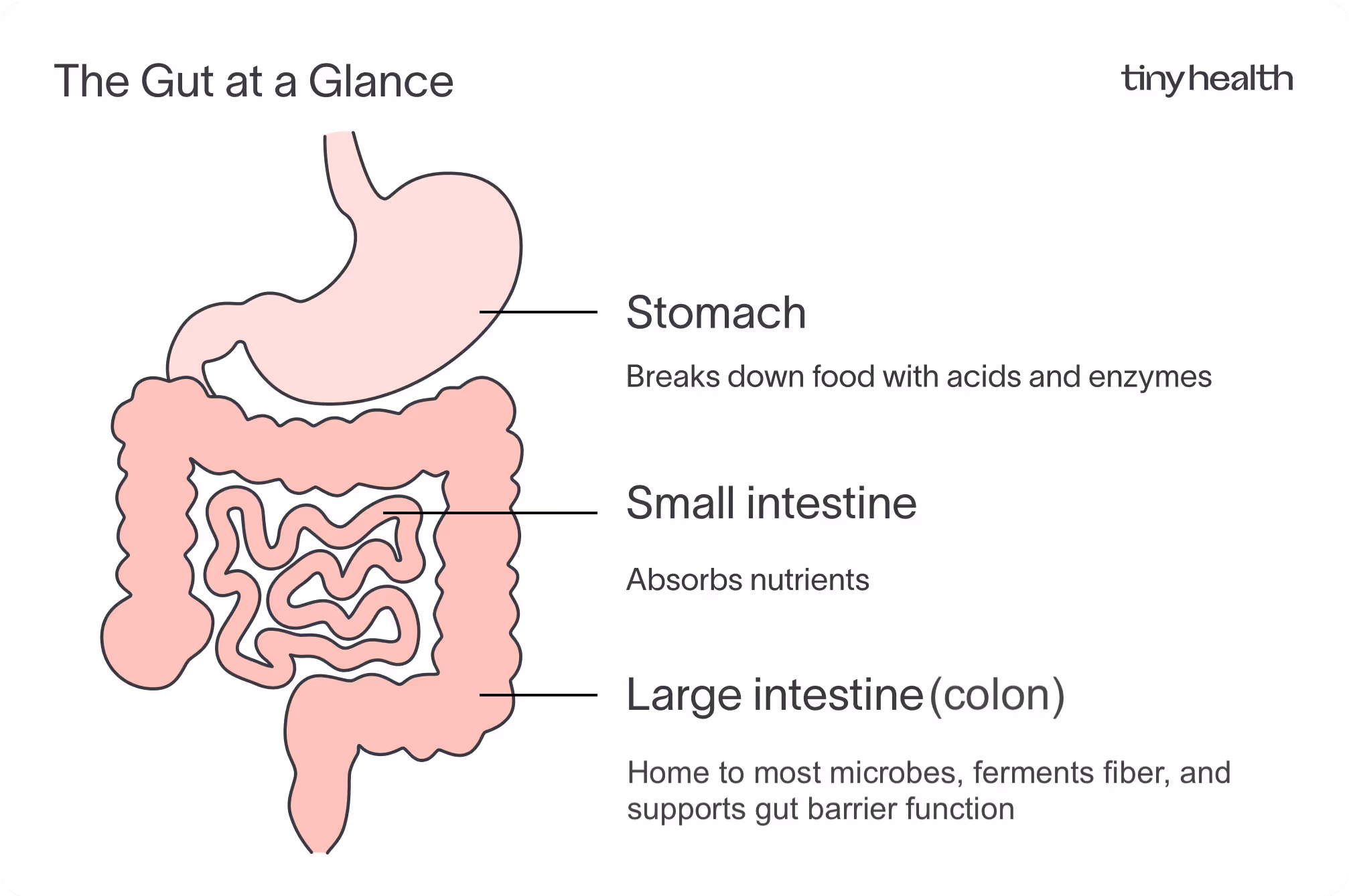 An illustration of the gut at a glance, including the stomach, small intestine absorbs nutrients, while the large intestine (colon) houses trillions of microbes that ferment fiber and support the gut barrier.