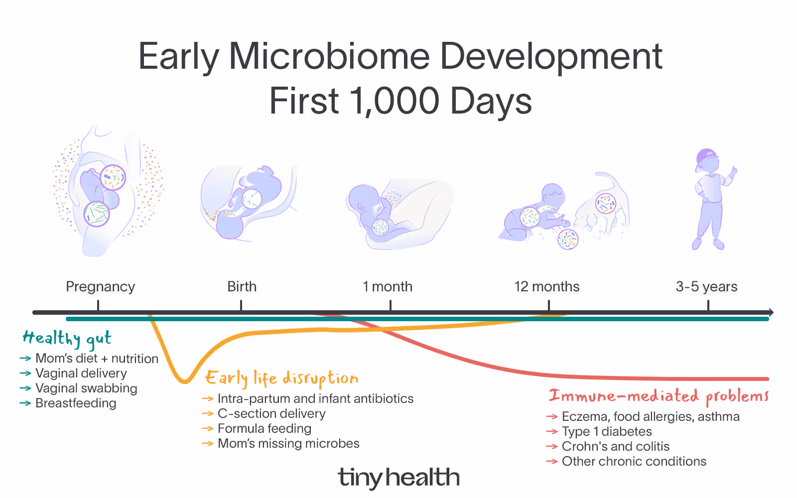 Timeline of early microbiome development in the first 1,000 days from pregnancy to age 3-5 years
