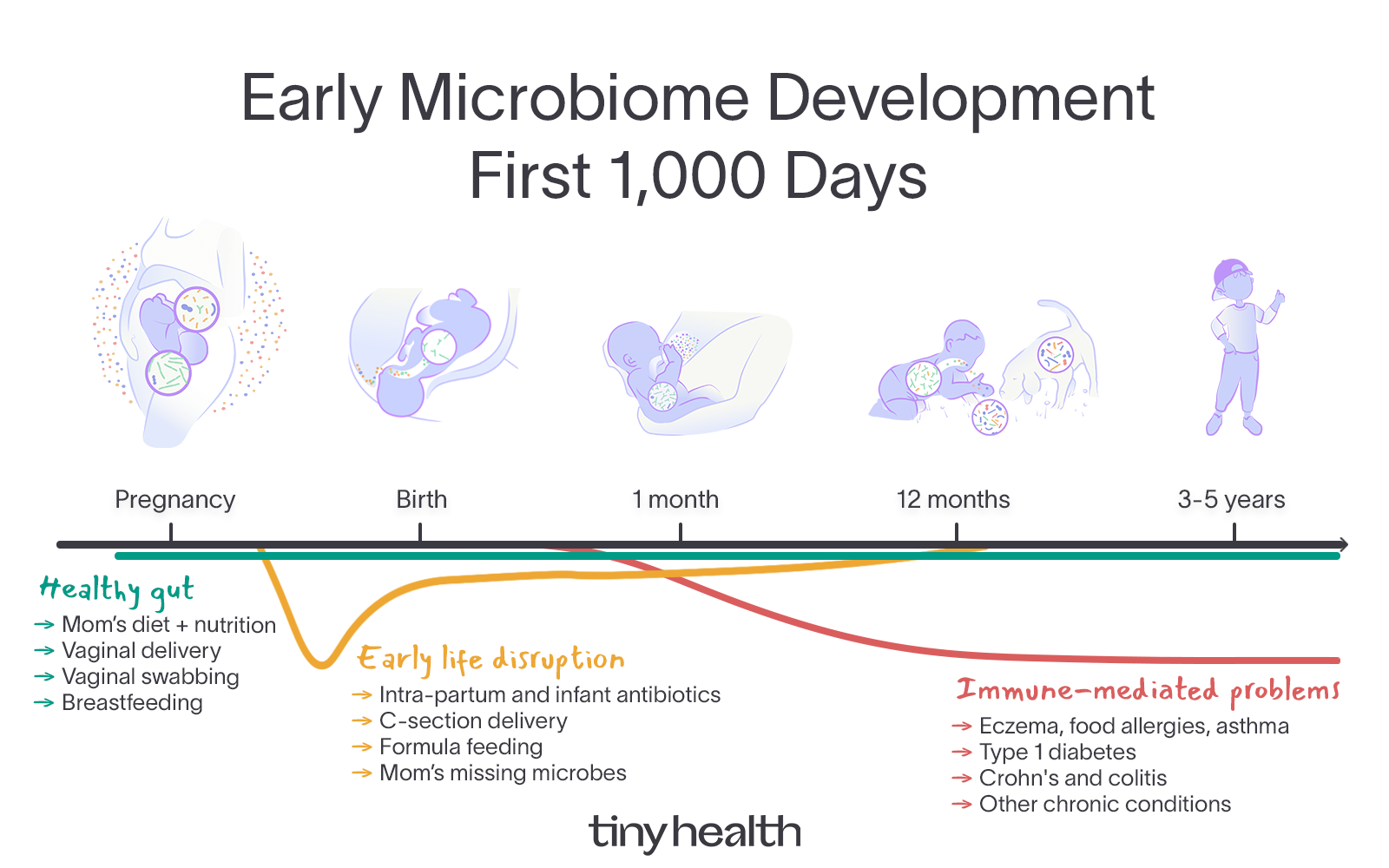 Timeline of early microbiome development in the first 1,000 days from pregnancy to age 3-5 years